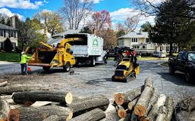 Best Tree Maintenance Programs  in Lockhart, TX