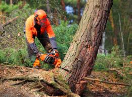 Trusted Lockhart, TX Tree Services Experts