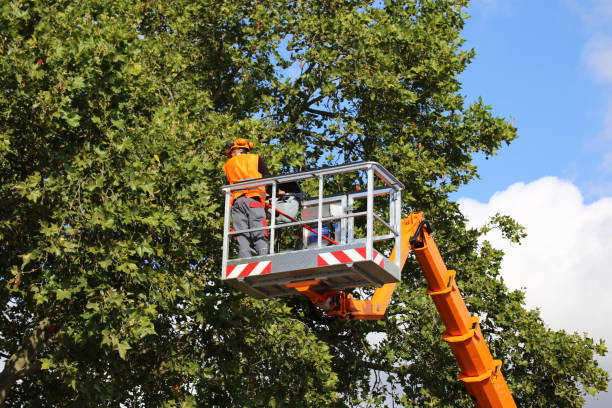 Best Utility Line Clearance  in Lockhart, TX