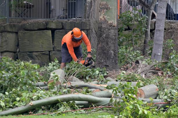 How Our Tree Care Process Works  in  Lockhart, TX